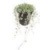 2.4L Dichondra Silver Falls - Dichondra argentea