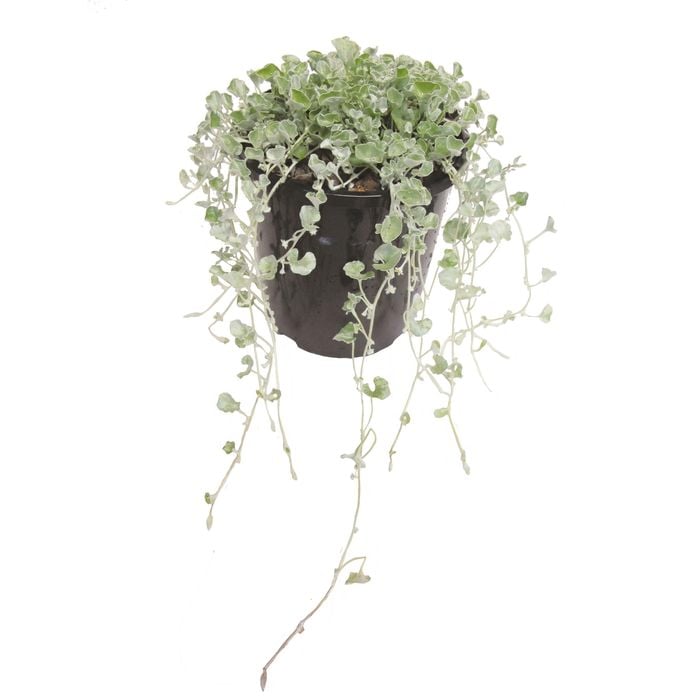 2.4L Dichondra Silver Falls - Dichondra argentea