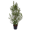10L Pittosporum crassifolium Green Lustre