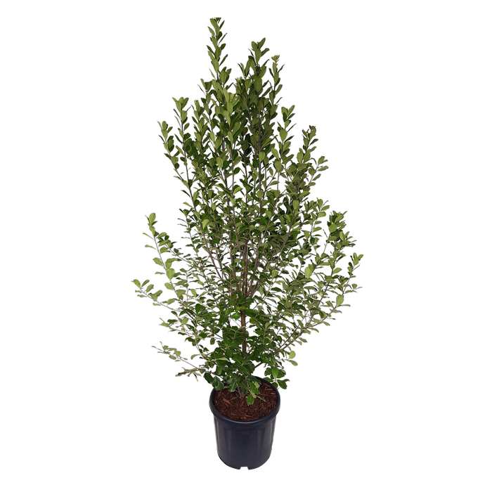 10L Pittosporum crassifolium Green Lustre