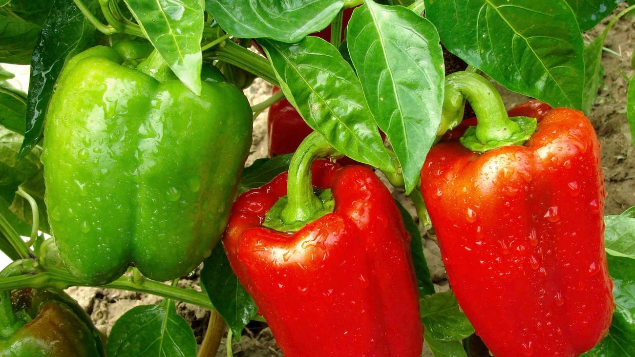 Close up of capsicums
