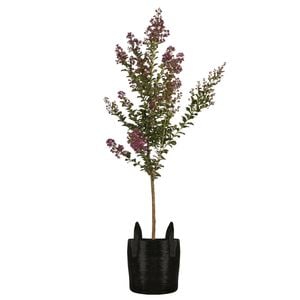 45L Zuni Crepe Myrtle Bush - Lagerstroemia indica Fauriei