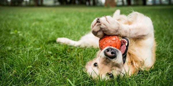 Golden retriever playing with rubber dog toys on green lawn