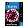 Bloomin' Bulbs Dahlia Moonlit Plum - 1 Pack