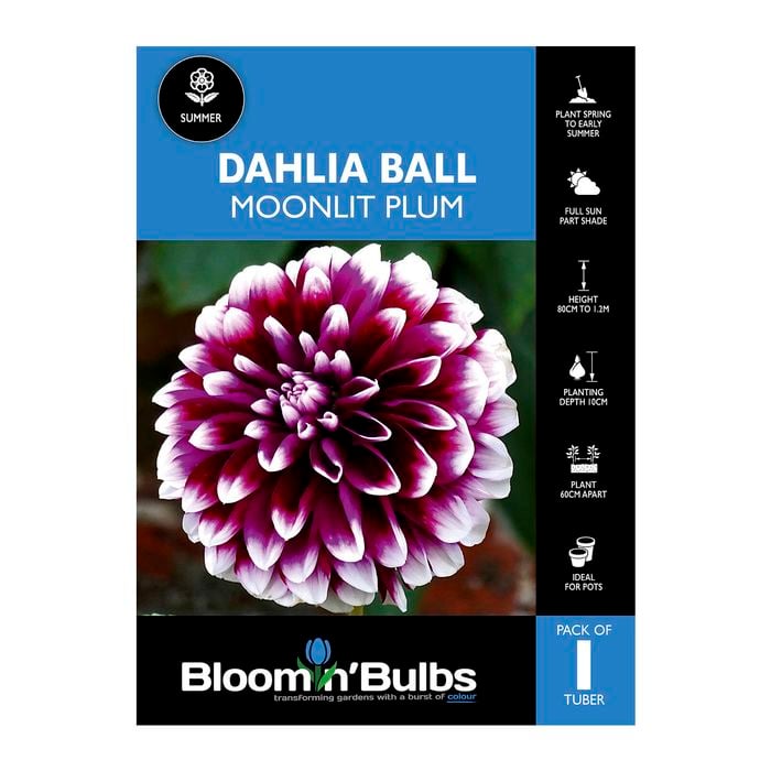 Bloomin' Bulbs Dahlia Moonlit Plum - 1 Pack