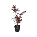 30L Japanese Maple - Acer palmatum Shaina