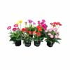 150mm Assorted Gerbera Garvinea - Gerbera jamesonii