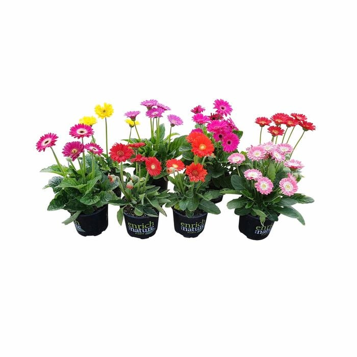 150mm Assorted Gerbera Garvinea - Gerbera jamesonii