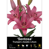 Yarra Valley Bulbs Lilium Sentosa - 3 Pack