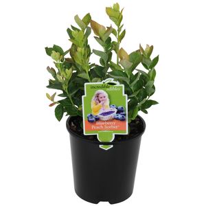 Blueberry 1.9L Vaccinium Corymbosum 'Peach Sorbet'