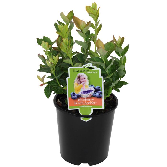 Blueberry 1.9L Vaccinium Corymbosum 'Peach Sorbet'