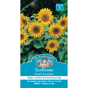 Mr Fothergill's Sunflower Dwarf Sunsation Seeds