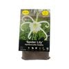 Yarra Valley Bulbs Hymenocallis Spider Lily - 1 Pack