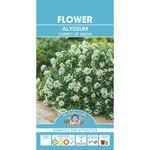 Mr Fothergill's Alyssum Carpet Of Snow Flower Seeds