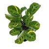 125mm Rabbit's Foot Plant - Maranta leuconeura Kerchoeiana Variegata