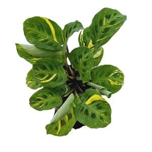 125mm Rabbit's Foot Plant - Maranta leuconeura Kerchoeiana Variegata