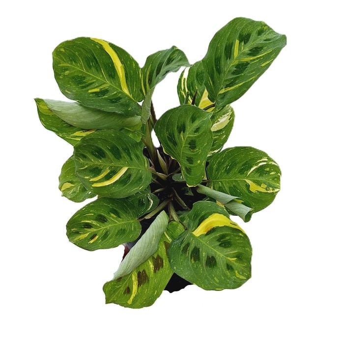 125mm Rabbit's Foot Plant - Maranta leuconeura Kerchoeiana Variegata