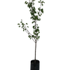 Bagged Apricot Trees Assorted PB28