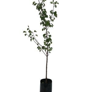 Bagged Apricot Trees Assorted PB28