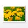 Yellow Flowers Close-Up View  Print 100% Australian Made 90x60cm  (Poster)