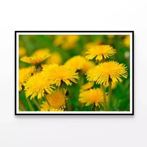 Yellow Flowers Close-Up View  Print 100% Australian Made 90x60cm  (Poster)