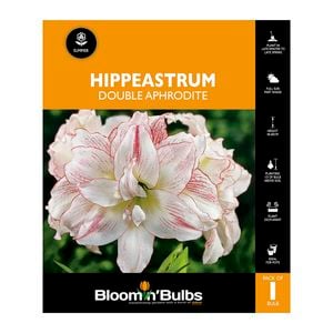 Bloomin Bulbs Hippeastrum Double Aphrodite - 1 Pack