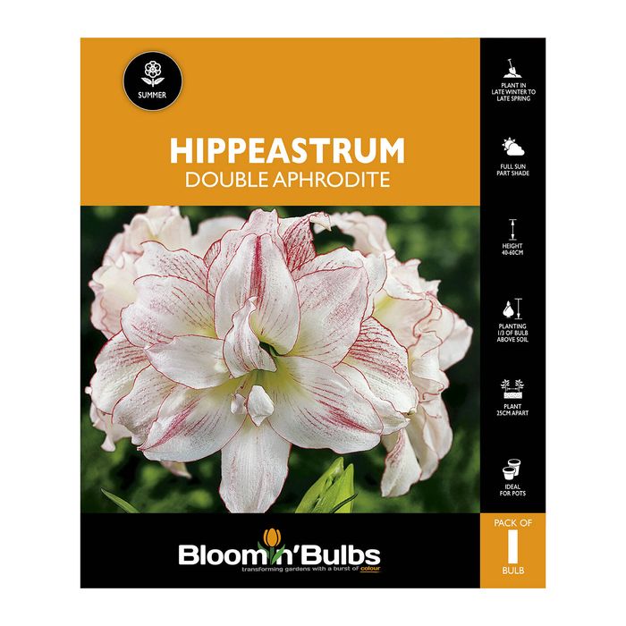 Bloomin Bulbs Hippeastrum Double Aphrodite - 1 Pack