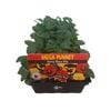 Pansy Blaze Mix-Mega Punnet Flowering Range