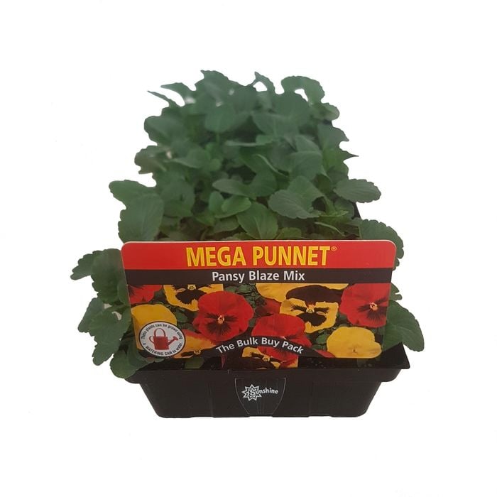 Pansy Blaze Mix-Mega Punnet Flowering Range