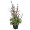 4L Tea Tree / Manuka - Leptospermum scoparium Nanum Huia