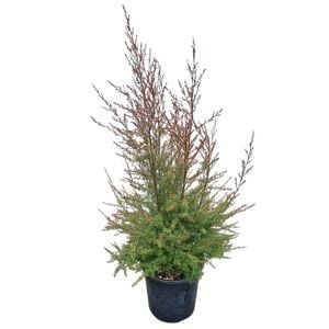 4L Tea Tree / Manuka - Leptospermum scoparium Nanum Huia