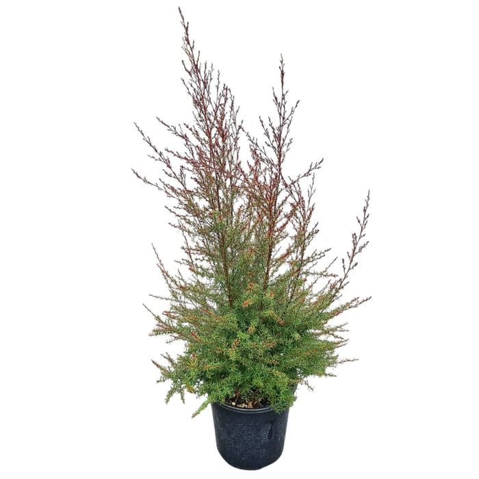 4L Tea Tree / Manuka - Leptospermum scoparium Nanum Huia