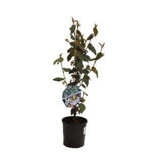 140mm Lasiopetalum Seafoam - Lasiopetalum schulzenii