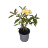 2L Vireya Just Peachy - Rhododendron vireya