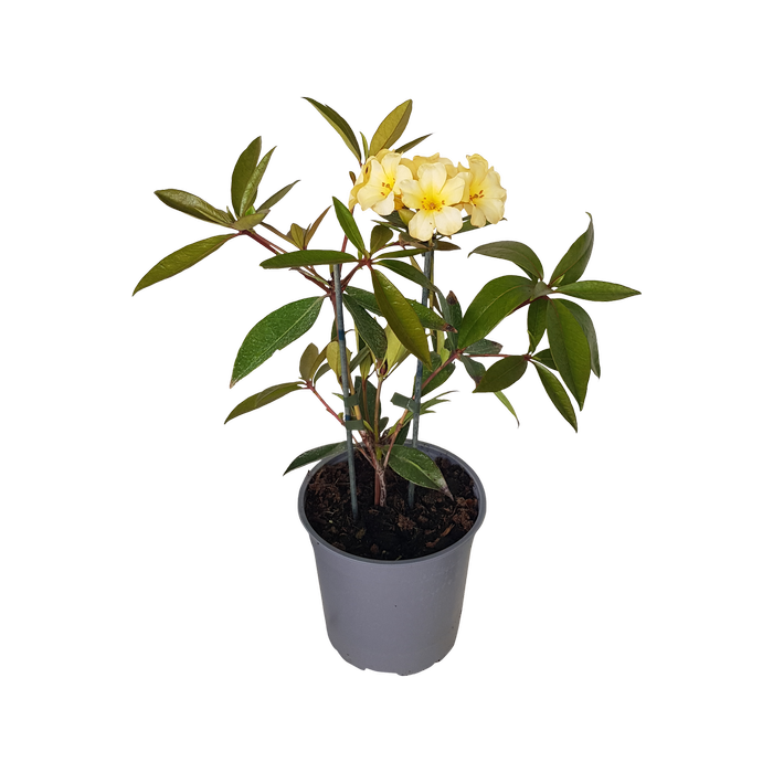 2L Vireya Just Peachy - Rhododendron vireya