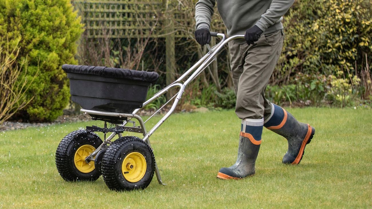 Person applying a feed on to the lawn with a fertiliser spreader.