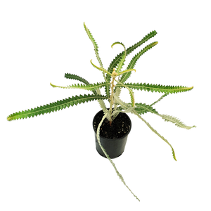 140mm Banksia Dwarf Acorn - Banksia prionotes Dwarf