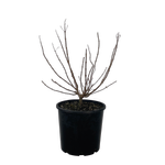 4.5L Hydrangea Limelight - Hydrangea paniculata