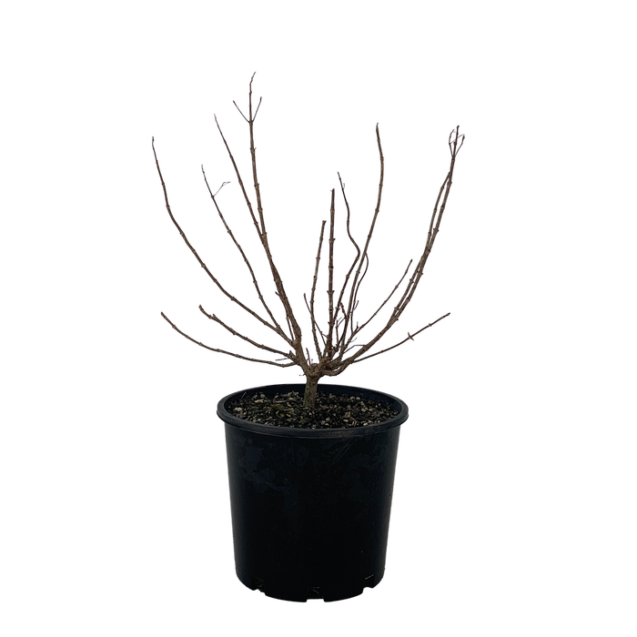 4.5L Hydrangea Limelight - Hydrangea paniculata