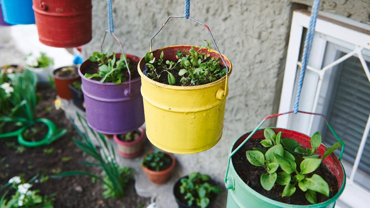 Plants growing in repurposed bucket
