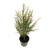 140mm Boronia Purple Jared - Boronia hetrophylla x megastigma