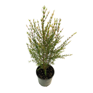 140mm Boronia Purple Jared - Boronia hetrophylla x megastigma