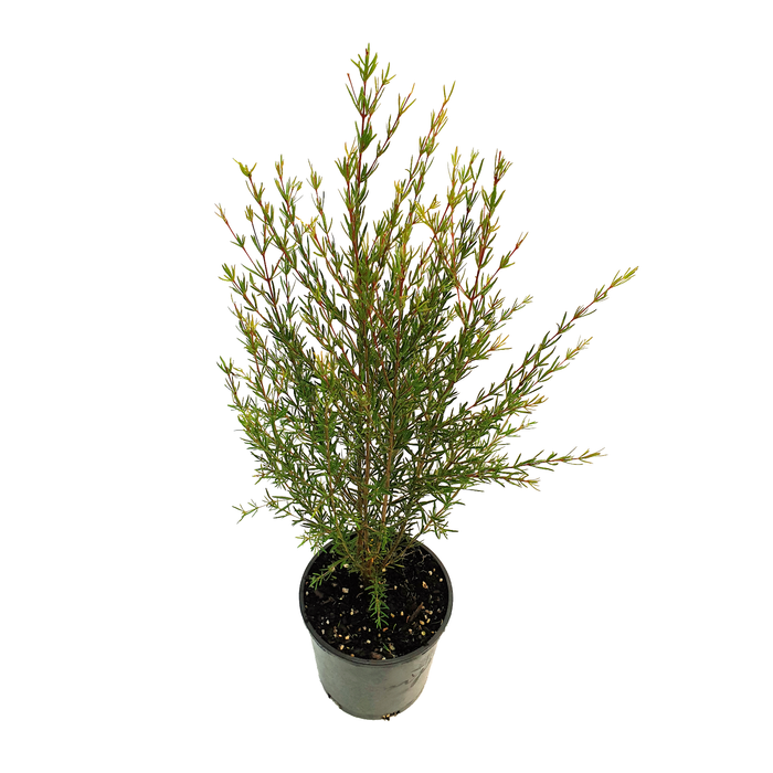 140mm Boronia Purple Jared - Boronia hetrophylla x megastigma