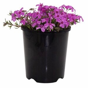 140mm Phlox Bubblegum - Phlox subulata