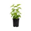 140mm Pick Me Edibles Range Dwarf Black Mulberry - Morus nigra
