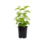 140mm Pick Me Edibles Range Dwarf Black Mulberry - Morus nigra