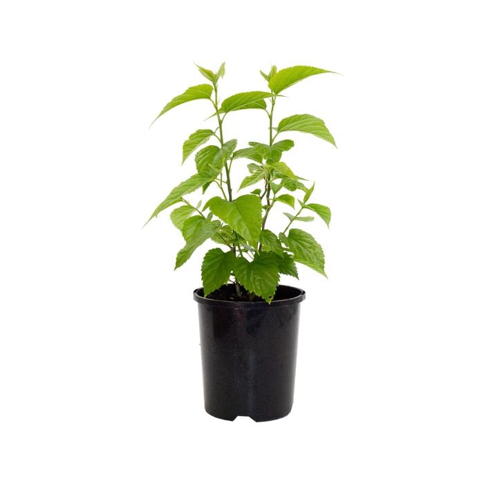 140mm Pick Me Edibles Range Dwarf Black Mulberry - Morus nigra