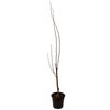 250mm Plumcot Spring Satin - Prunus salicina x armeniaca