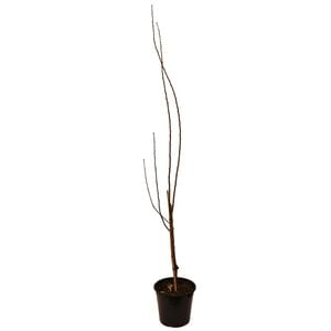 250mm Plumcot Spring Satin - Prunus salicina x armeniaca