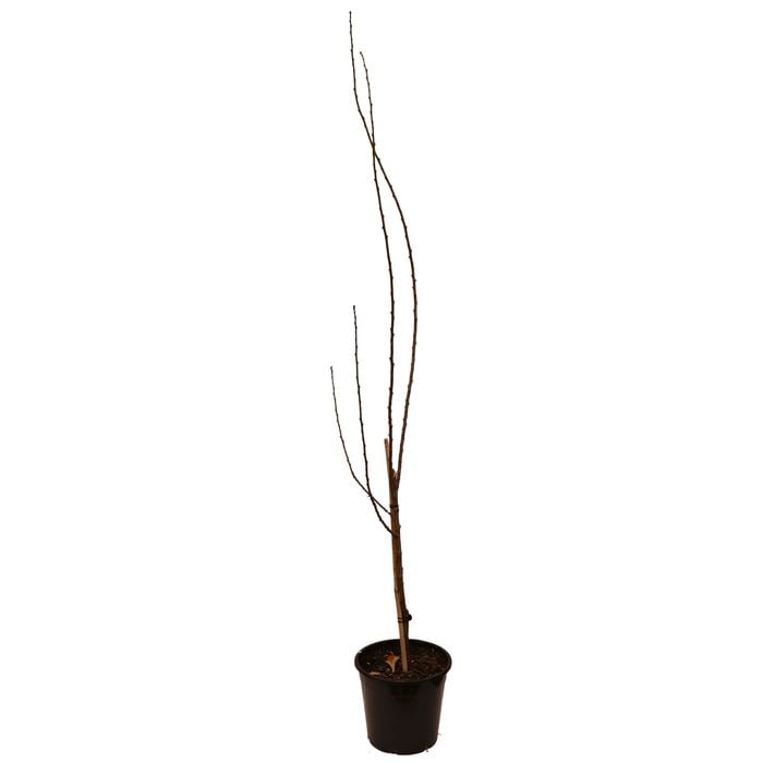 250mm Plumcot Spring Satin - Prunus salicina x armeniaca